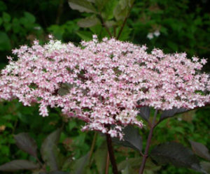 Purpurea Thundercloud Sambucus Nigra Lurberry