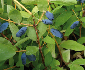 Balalaika
