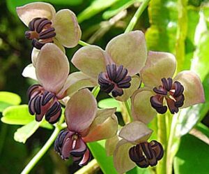 Akebia Silver bells- Akebia quinata – Lurberry