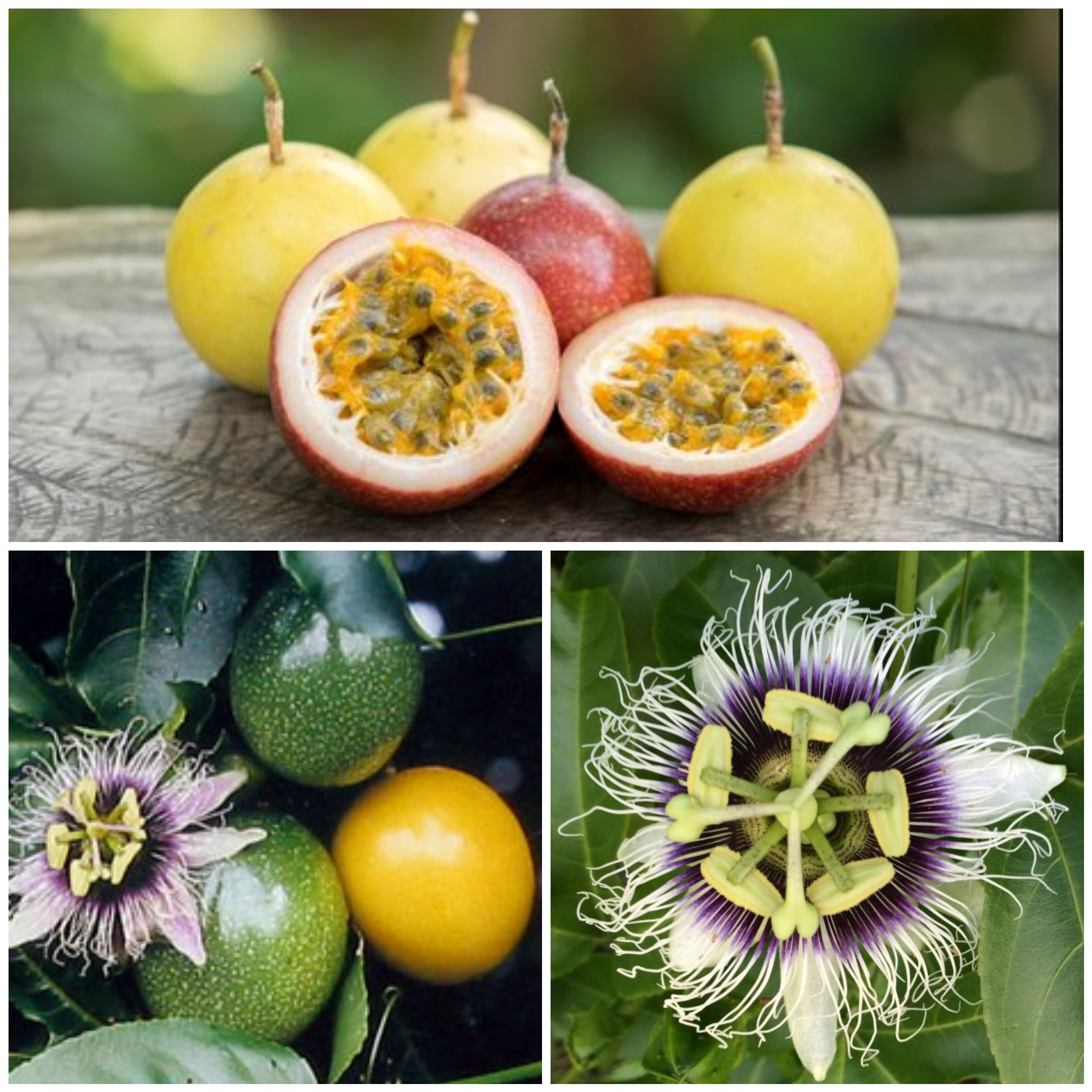 Passifloras comestibles