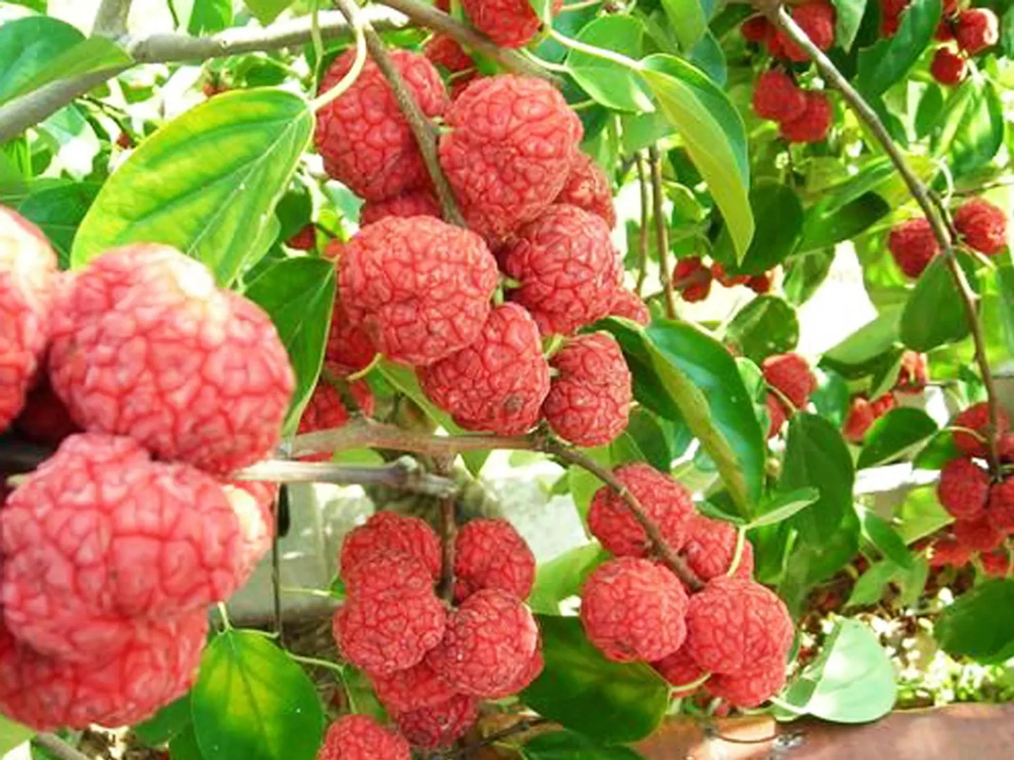 Melon Berry (Cudrania tricuspidata)